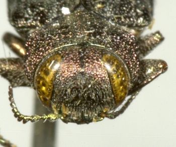 Media type: image;   Entomology 2693 Aspect: head frontal view